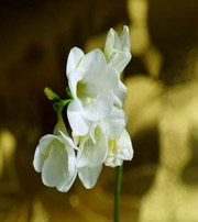 黑河十二生肖看看你的幸运数字是什么吧！