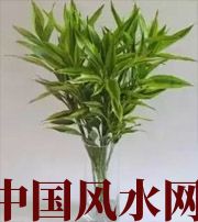 黑河十二生肖养什么植物最旺财运？你知道吗！