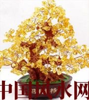 黑河买了招财植物却不能发财，是方位摆错了！